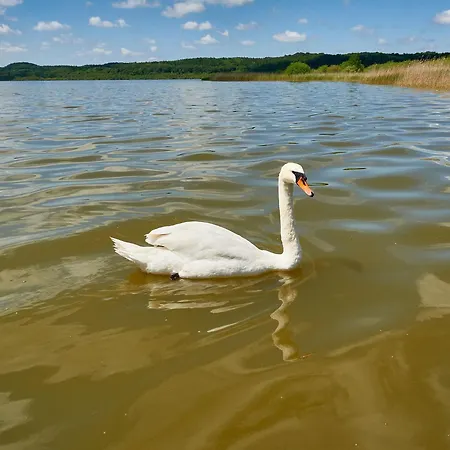 Schwan In - Wg 19a 